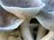 Mushrooms and other cultivated fungi