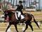 Equestrianism and horse sports