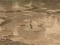 Rotorua mud pools