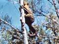 Possum feeding