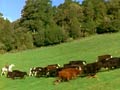 Effects of TB on cattle farms