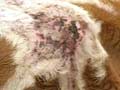 Facial eczema in cattle