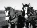 Ploughing with a team of horses