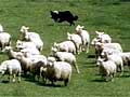 Mustering sheep