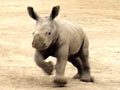 Baby southern white rhinoceros