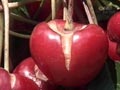 Rain damages cherries