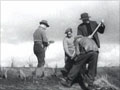 Planting marram grass