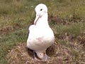 Albatrosses at Taiaroa Head