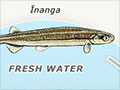 Īnanga life cycle