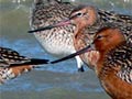 Banded birds 