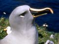 Grey-headed albatrosses