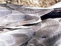 Black-winged petrel