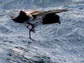 New Zealand storm petrel