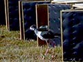 Releasing black stilts 