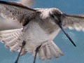 Flock of bar-tailed godwits