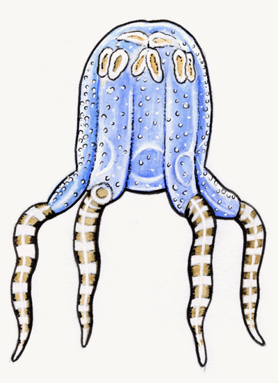 Cubozoa, Box jellyfish
