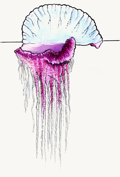 Hydrozoa, Hydroids and siphonophores