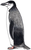 Chinstrap penguin