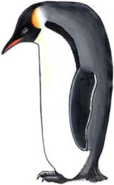 Emperor penguin