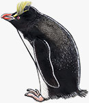 Erect-crested penguin