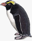 Fiordland crested penguin