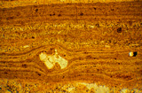 Rhyolite