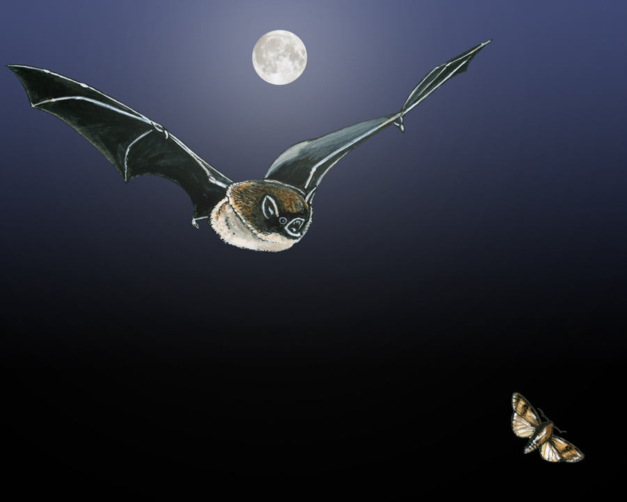 Illustration of a bat and moth flying at night against a dark sky, with the moon in the background.