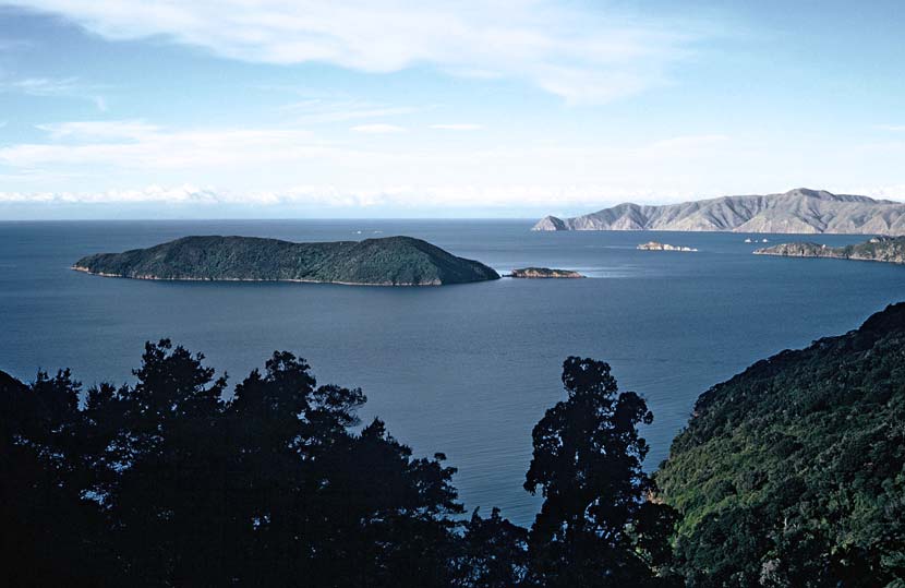 Photo of Motuara Island