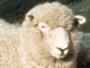Group of seven Romney sheep standing on a hill with coastal landscape in the distant background.