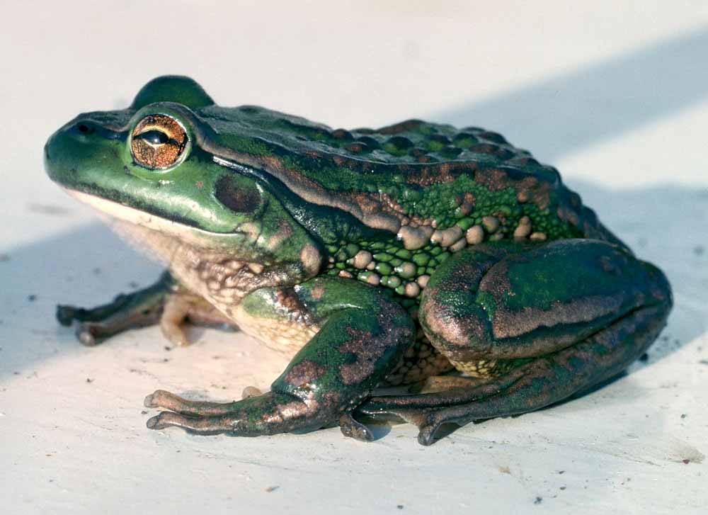Introduced Southern Bell Frog