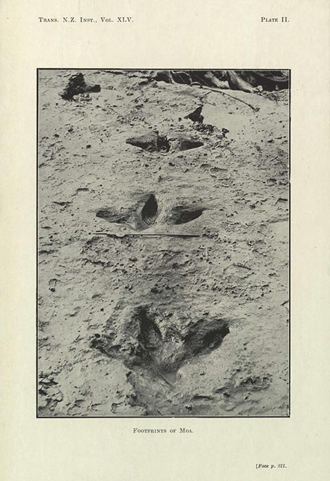 Fossilised footprints
