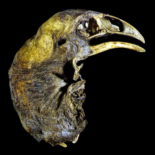 Upland moa head