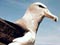 Seagull