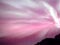 Purple sky