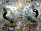 Translucent fish on sea floor