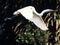 White heron in flight