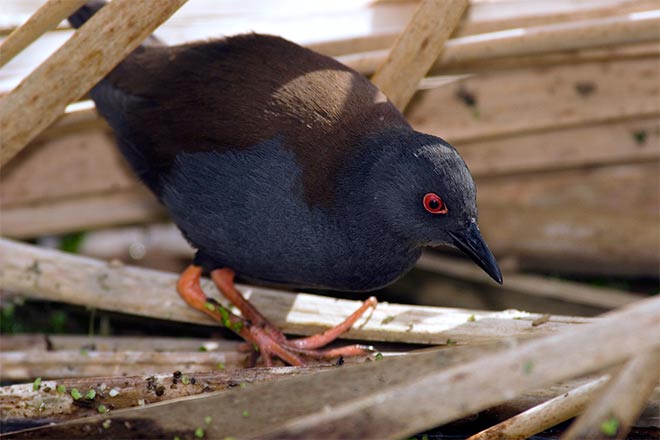 Spotless crake