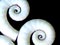 New Zealand shells