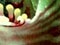 Caladenia flower