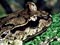 Maud Island frog