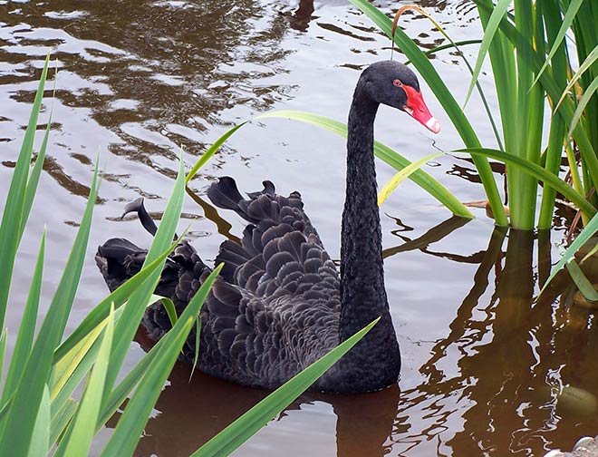 Wetland game birds: black swan 