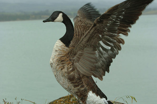 Wetland game birds: Canada goose 