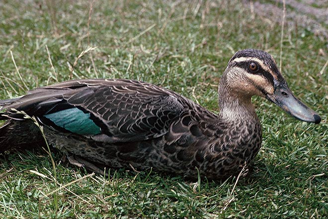 Wetland game birds: grey duck 