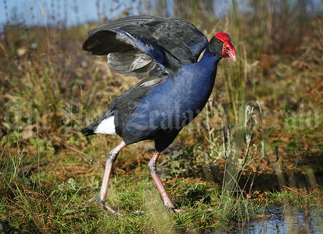 Wetland game birds: pūkeko 