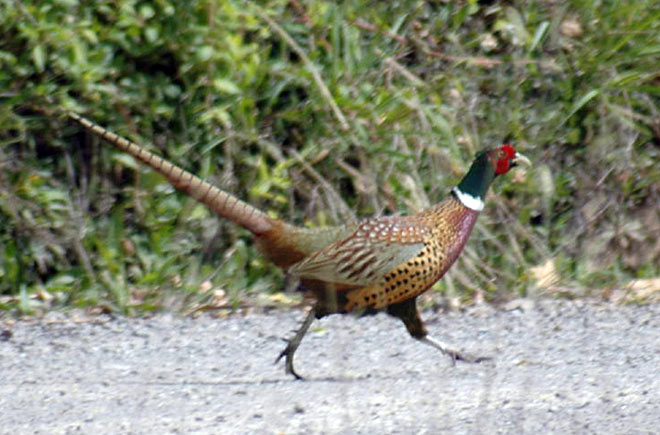 Upland game birds: cock pheasant 