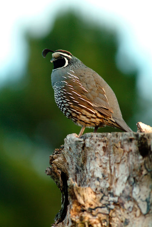 Upland game birds: California quail 