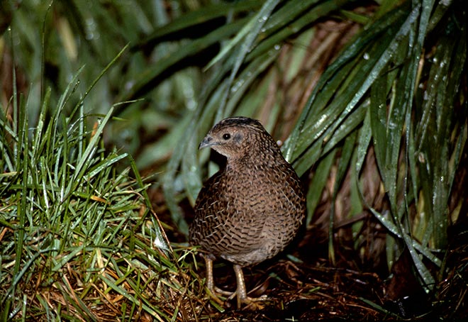 Upland game birds: brown quail 
