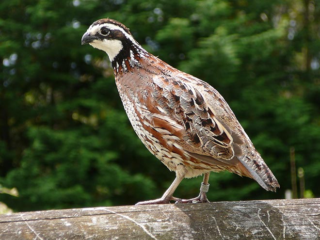 Upland game birds: bobwhite quail 