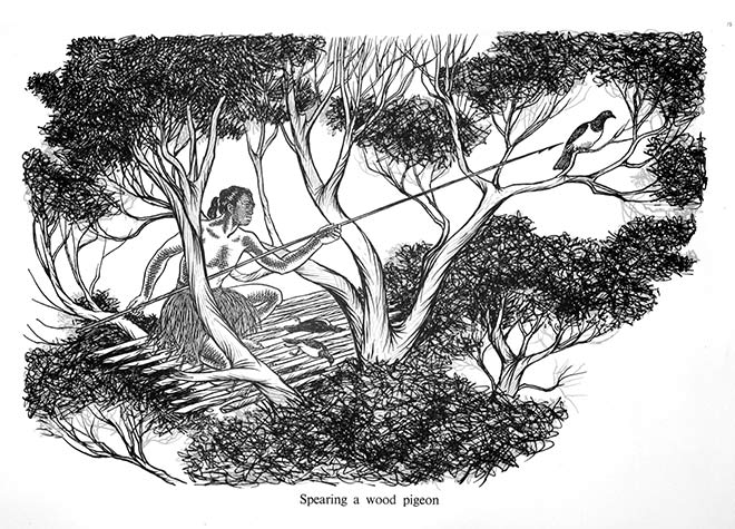 Hunting kererū
