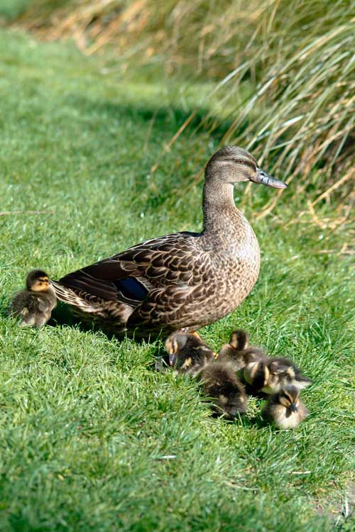 Female mallard and ducklings